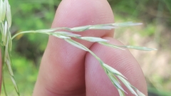 Sporobolus compositus