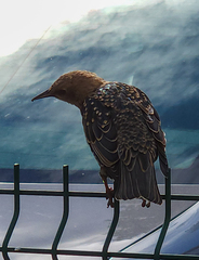 Sturnus vulgaris