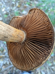 Cortinarius armillatus