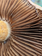 Cortinarius armillatus