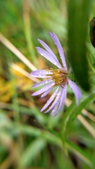 Canadanthus modestus