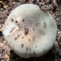 Russula crustosa