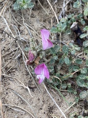 Ononis spinosa procurrens