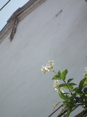 Trachelospermum jasminoides