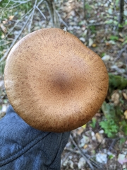 Cortinarius armillatus