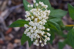 Asclepias texana