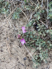 Ononis spinosa procurrens