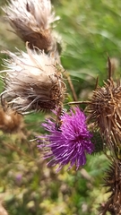 Cirsium vulgare