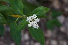 Asclepias texana