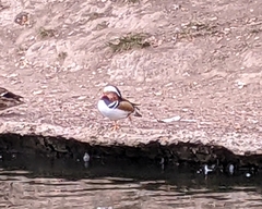 Aix galericulata