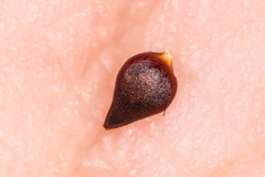 Polygonum arenastrum