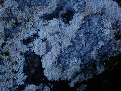 Physcia caesia