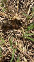 Neocurtilla hexadactyla