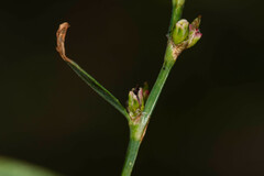 Polygonum arenastrum