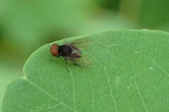 Lindneromyia