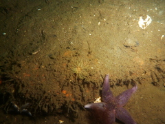 Sagartiogeton undatus