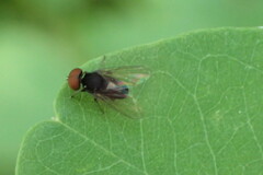 Lindneromyia