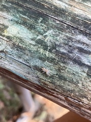 Hentzia mitrata