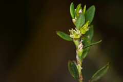 Polygonum arenastrum