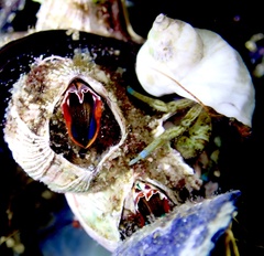 Megabalanus californicus