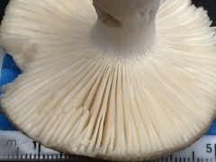 Russula crustosa