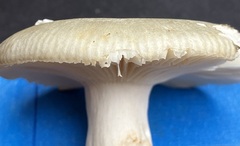 Russula crustosa