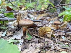 Cortinarius armillatus