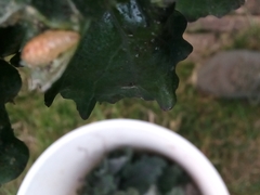 Brevicoryne brassicae