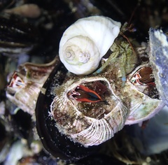 Megabalanus californicus