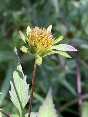 Bidens vulgata