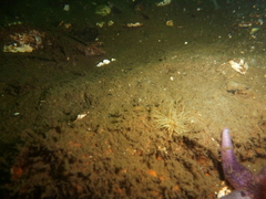 Sagartiogeton undatus