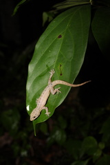Hemidactylus frenatus
