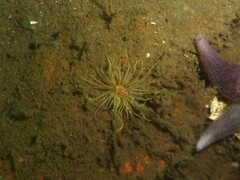 Sagartiogeton undatus