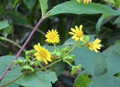 Smallanthus maculatus