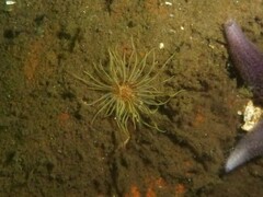 Sagartiogeton undatus