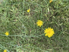 Hieracium lachenalii