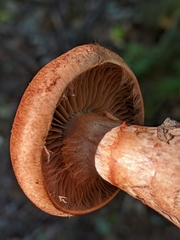 Cortinarius armillatus