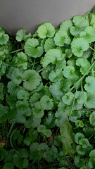 Glechoma hederacea