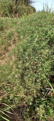 Genista hispanica