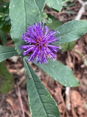 Vernonia noveboracensis