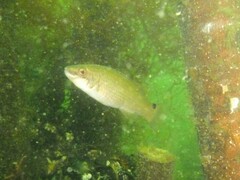 Ctenolabrus rupestris