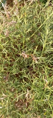 Genista hispanica