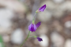 Lespedeza texana