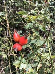 Rosa canina