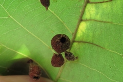 Phylloxera caryaegummosa