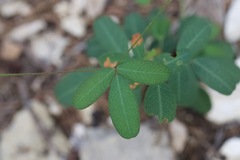 Lespedeza texana
