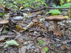 Cortinarius armillatus