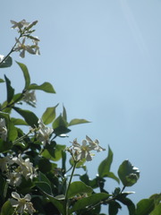 Trachelospermum jasminoides
