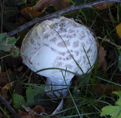 Amanita strobiliformis