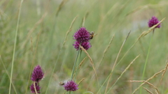 Allium sphaerocephalon